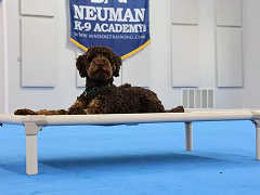 Moyen Poodle